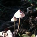 Vancouver Island: October 2011