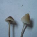 mushrooms
