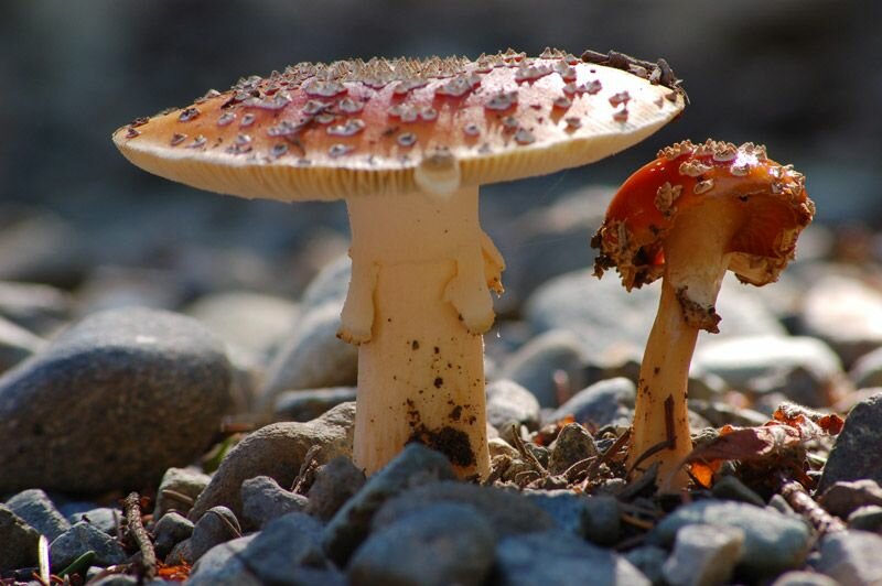 Amanita muscaria