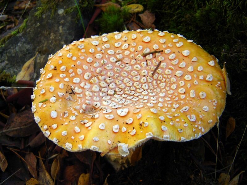 Fly agaric cap