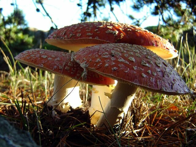 Amanita muscaria Cluster