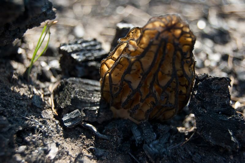 Morchella elata