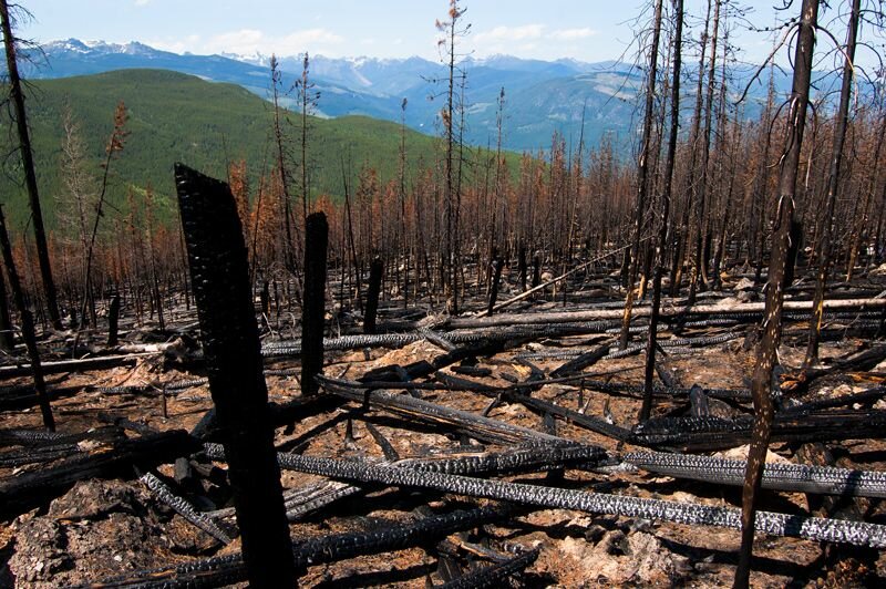 Forest Fire Morel Area