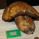 Vancouver Island Mushroom Shows