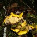 Yellow Chanterelle - Cantharellus cibarius