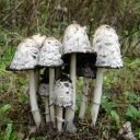 Shaggy Mane Coprinus Comatus