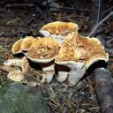 Vase-shaped Mushrooms