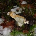 Russula brevipes