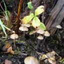 Psilocybe pelliculosa