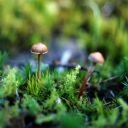 Psilocybe Montana