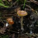 Psilocybe Cyanescens