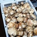 White Matsutake - Armillaria ponderosa