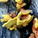 Chicken Mushroom - Laetiporus sulphureus 