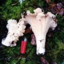 White Chanterelle - Cantharellus subalbidus