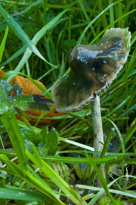 Blueing Psilocybe semilanceata