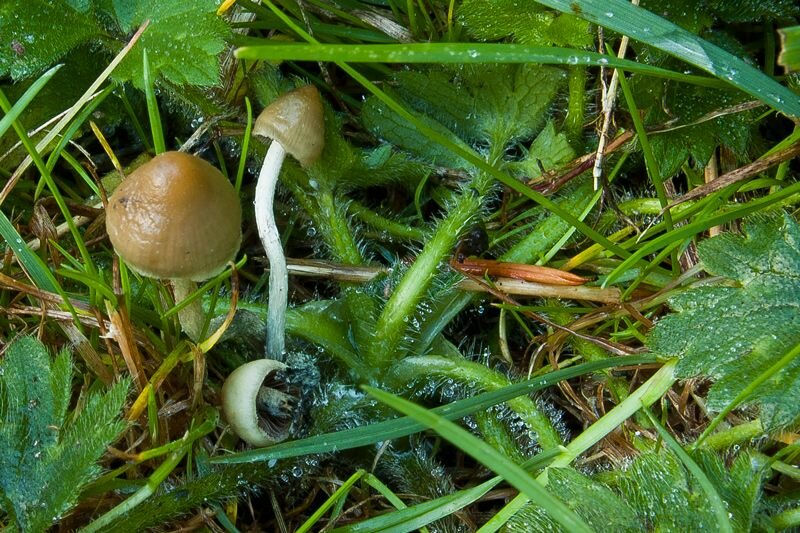 Liberty Cap Group