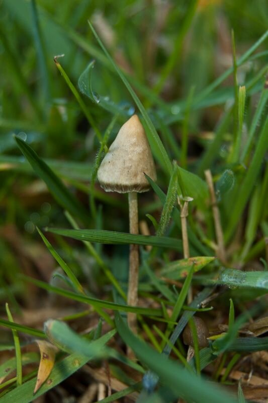Psilocybe Semilanceata