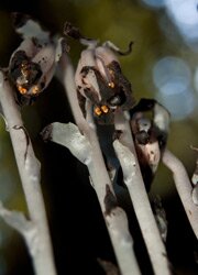 Monotropa uniflora