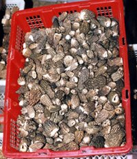 How to cook wild mushrooms