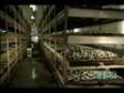 Discovery - How its made - Mushroom production